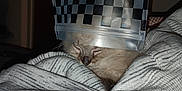 Alaska is registered to the contest to win money with this photo: cat, sleeping, blanket, striped, cozy, indoor, plastic_bag, checkered_pattern, pet, cute, animal, resting, fur, whiskers, home, comfort, relaxation, closed_eyes, soft, nap