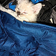 Alaska is registered to the contest to win money with this photo: kitten, cat, animal, pet, fur, blue_fabric, bag, strap, sleepy, closeup, indoor, cozy, texture, soft, cute, young, whiskers, ears, resting, domestic_animal