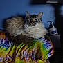 cat, fluffy, tie_dye, pillow, blue_wall, lotion_bottle, indoor, pet, feline, relaxed, colorful, soft_fur, resting, domestic, cozy, shadow, night, bedroom, fur, animal