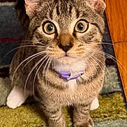 Levi joined the competition — help win amazing prizes! cat, tabby, pet, animal, curious, collar, whiskers, indoor, carpet, paws, feline, close_up, brown, white, striped, ears, floor, domestic, cute, eyes