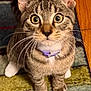 cat, tabby, pet, animal, curious, collar, whiskers, indoor, carpet, paws, feline, close_up, brown, white, striped, ears, floor, domestic, cute, eyes