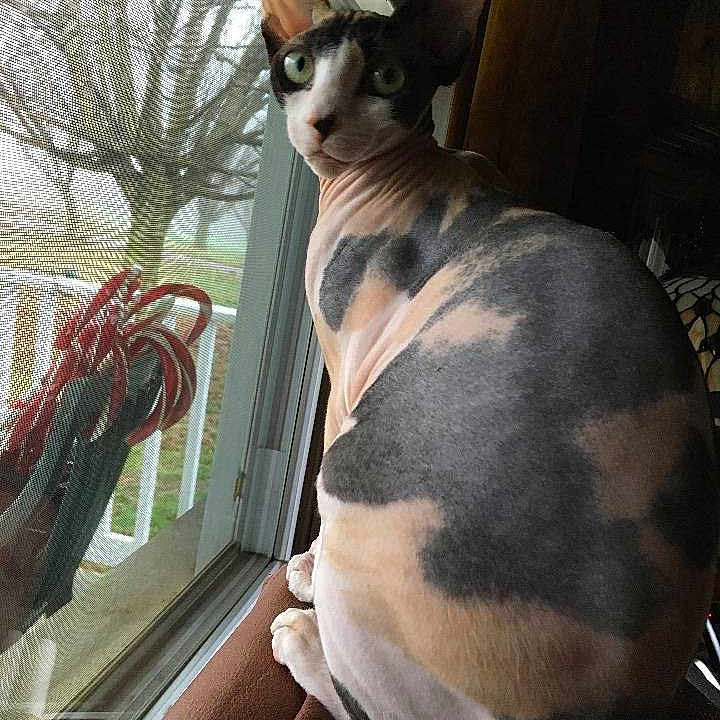 Molly