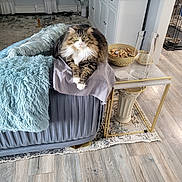 Pixy joined the competition — help win amazing prizes! cat, fluffy, couch, blanket, living_room, table, glass_vase, basket, chocolates, floor, wood_floor, cabinet, curtains, rug, pet, indoor, cozy, furniture, domestic_animal, relaxed