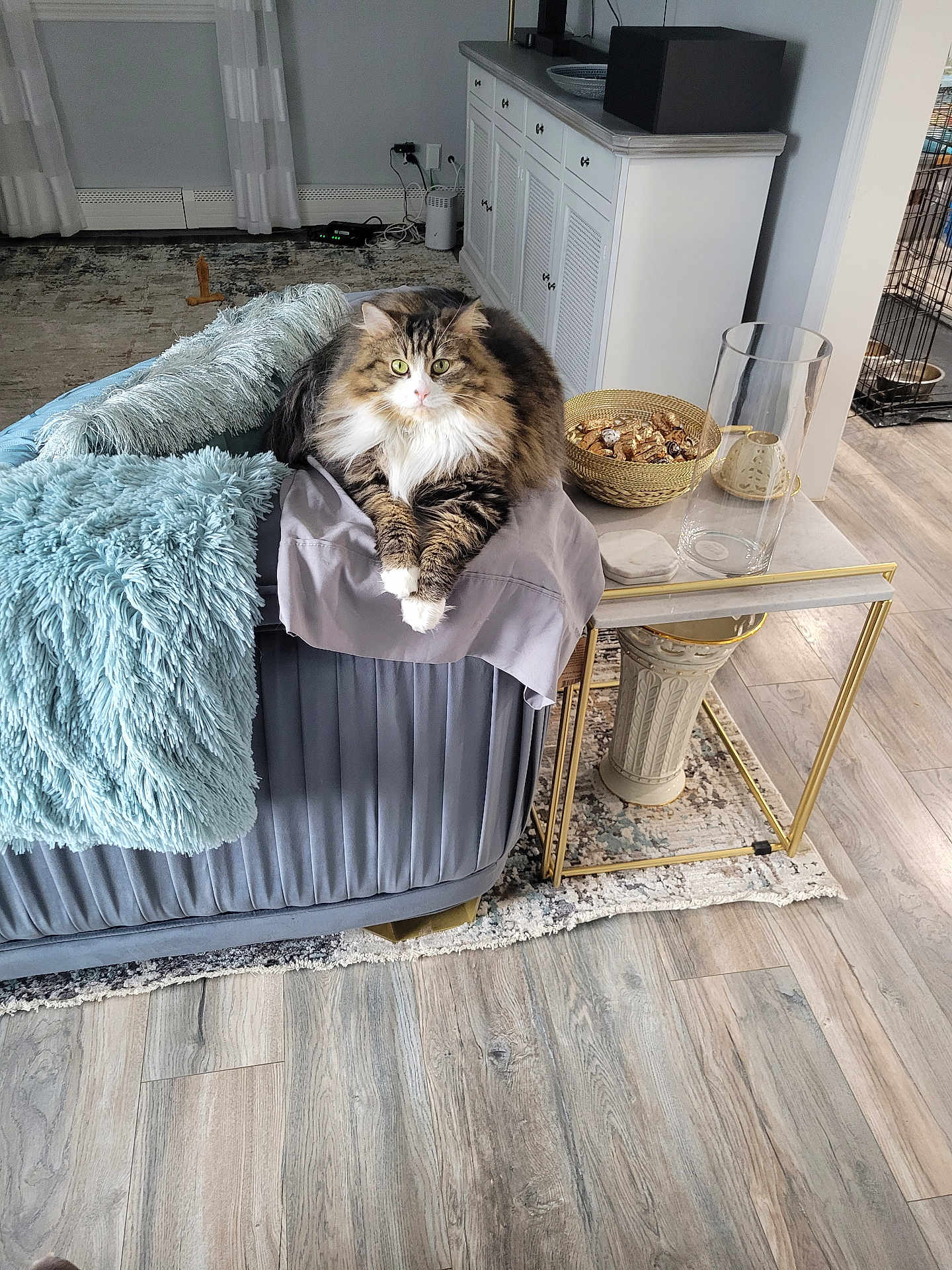 Pixy joined the competition — help win amazing prizes! cat, fluffy, couch, blanket, living_room, table, glass_vase, basket, chocolates, floor, wood_floor, cabinet, curtains, rug, pet, indoor, cozy, furniture, domestic_animal, relaxed