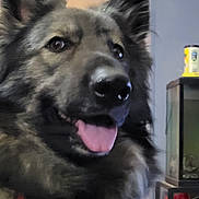 Phantom joined the competition — help win amazing prizes! dog, pet, indoor, happy, tongue_out, furry, close_up, household, fish_tank, red_collar, ears_up, brown_fur, black_fur, canine, smiling, portrait, animal, domestic, friendly, companion