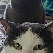 Cali Et Gin participe au concours pour gagner de l'argent avec cette photo : animal, background, cat, closeup, cozy, curious, domestic_animal, ears, face, feline, green_eyes, grey_cat, household, indoor, pet, portrait, resting, soft_light, whiskers, white_cat