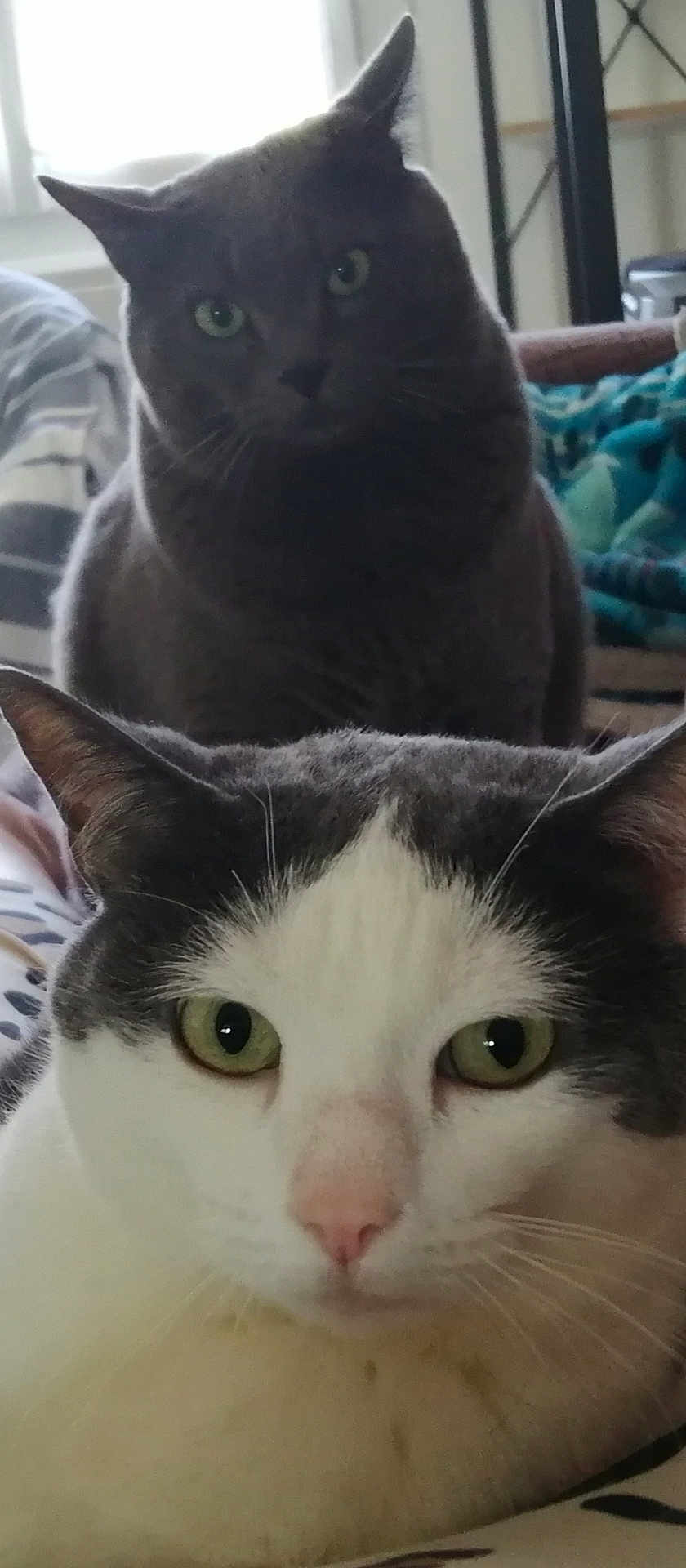 Cali Et Gin participe au concours pour gagner de l'argent avec cette photo : animal, background, cat, closeup, cozy, curious, domestic_animal, ears, face, feline, green_eyes, grey_cat, household, indoor, pet, portrait, resting, soft_light, whiskers, white_cat