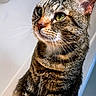 Beerus is registered to the contest to win money with this photo: cat, tabby, pet, animal, feline, whiskers, green_eyes, fur, indoor, portrait, close_up, sitting, curious, looking_away, soft_light, striped, ears, nose, face, domestic_cat