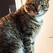 Beerus is registered to the contest to win money with this photo: cat, tabby, feline, indoor, pet, animal, sitting, fur, whiskers, paws, green_eye, golden_eye, striped, closeup, portrait, domestic_cat, curious, looking, soft_lighting, cozy