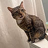 Beerus joined the competition — help win amazing prizes! cat, tabby_cat, pet, animal, indoor, bathroom, curious, feline, whiskers, ears, eyes, fur, sitting, counter, white_paws, shower_curtain, tiles, household, domestic, cute