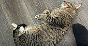 Beerus is registered to the contest to win money with this photo: cat, tabby, animal, pet, floor, wood_floor, sleeping, resting, domestic_animal, cozy, feline, striped, paw, whiskers, ear, side_view, indoor, relaxing, black_sock, human_foot