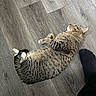 cat, tabby, animal, pet, floor, wood_floor, sleeping, resting, domestic_animal, cozy, feline, striped, paw, whiskers, ear, side_view, indoor, relaxing, black_sock, human_foot