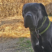 King Charles Gordon joined the competition — help win amazing prizes! dog, black_dog, collar, mesh_screen, hay_bales, outdoor, grass, animal, pet, curious, large_dog, fence, yard, nature, texture, sunlight, daylight, portrait, looking, canine