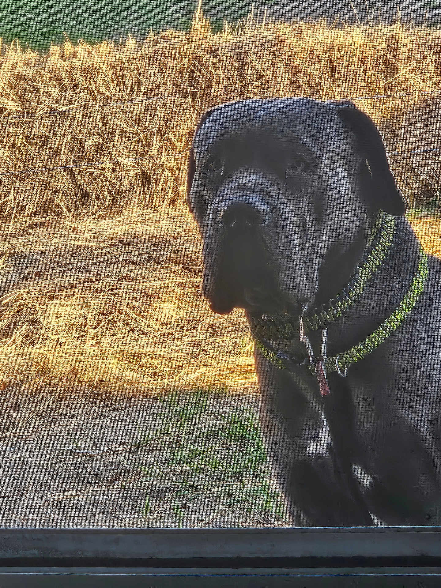 King Charles Gordon joined the competition — help win amazing prizes! dog, black_dog, collar, mesh_screen, hay_bales, outdoor, grass, animal, pet, curious, large_dog, fence, yard, nature, texture, sunlight, daylight, portrait, looking, canine
