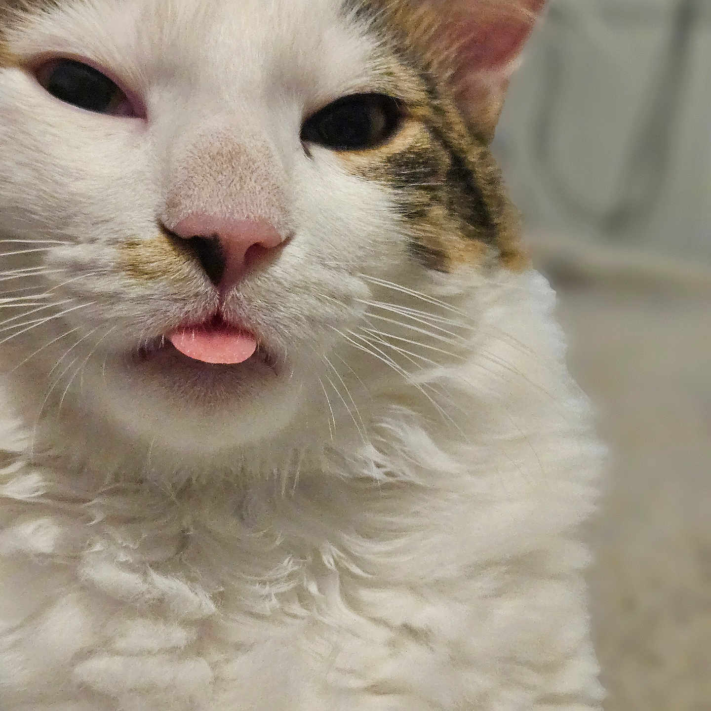 Winnie a rejoint le concours — aidez-le/la à gagner de superbes lots ! animal, cat, close_up, cute, domestic_cat, ears, face, fluffy, funny_expression, fur_texture, indoor, muzzle, pet, pink_nose, portrait, soft, tabby_fur, tongue_out, whiskers, white_fur