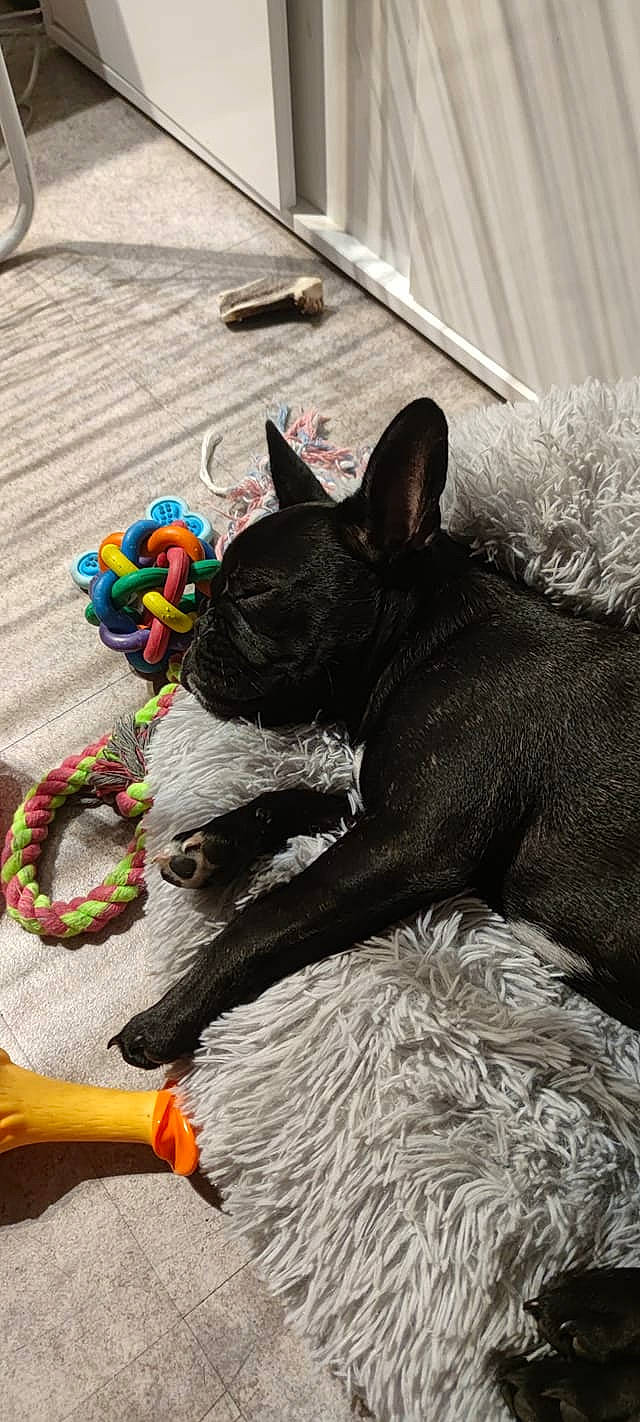 Saika participe au concours pour gagner de l'argent avec cette photo : canidae, carnivore, collar, comfort, companion_dog, dog, dog_breed, dog_supply, fashion_accessory, fawn, felidae, fur, pet_supply, snout, sporting_group, terrestrial_animal, whiskers, wool, woolen, working_animal