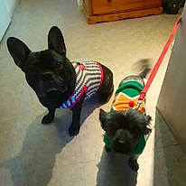 Saika a rejoint le concours — aidez-le/la à gagner de superbes lots ! bulldog, canidae, carnivore, collar, companion_dog, dog, dog_breed, dog_collar, dog_supply, ear, fawn, flooring, hardwood, pet_supply, snout, sporting_group, tail, terrestrial_animal, toy_dog, working_animal