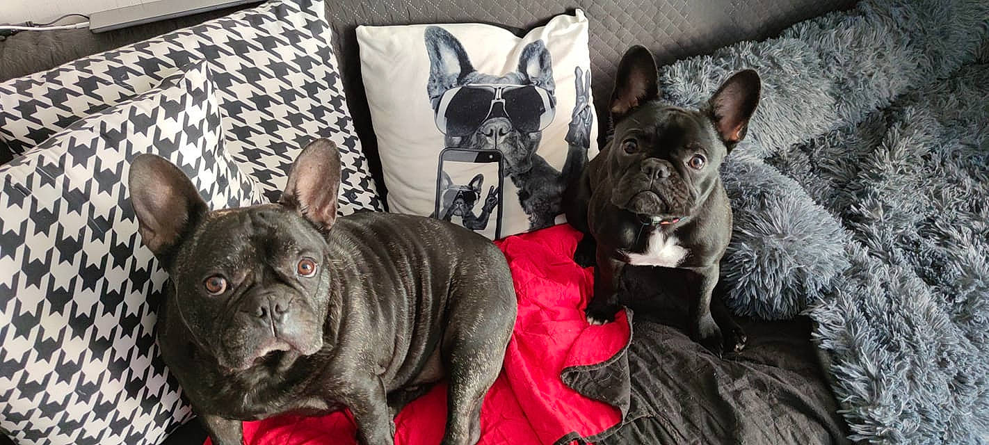 Saika participe au concours pour gagner de l'argent avec cette photo : canidae, carmine, carnivore, collar, comfort, companion_dog, dog, dog_breed, ear, fawn, felidae, french_bulldog, grey, non_sporting_group, snout, sporting_group, terrestrial_animal, toy_dog, whiskers, working_animal