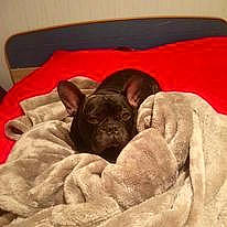 Saika a rejoint le concours — aidez-le/la à gagner de superbes lots ! bean_bag, bulldog, canidae, carnivore, comfort, companion_dog, dog, dog_bed, dog_breed, fawn, felidae, fur, linens, liver, snout, sporting_group, terrestrial_animal, toy_dog, whiskers, working_animal