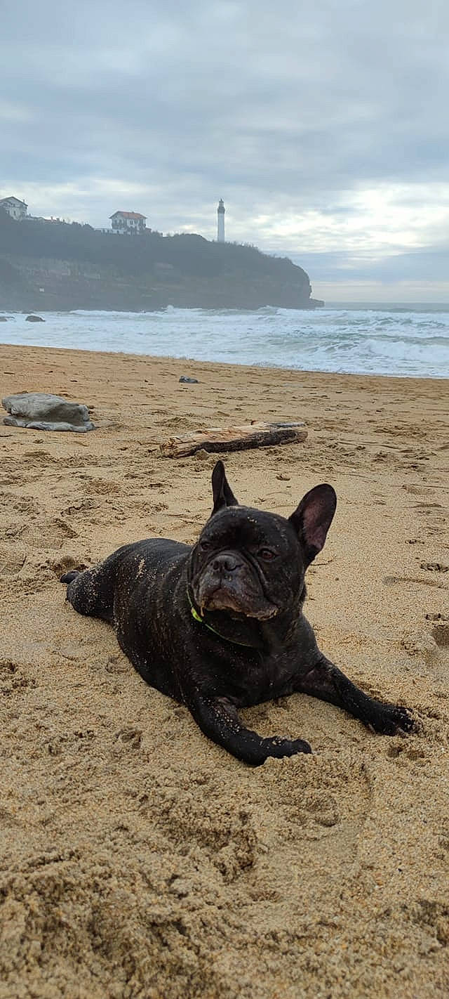 Loustic participe au concours pour gagner de l'argent avec cette photo : beach, carnivore, cloud, coast, coastal_and_oceanic_landforms, dog, dog_breed, fawn, horizon, lake, lighthouse, ocean, sand, shore, sky, soil, sporting_group, terrestrial_animal, tower, water