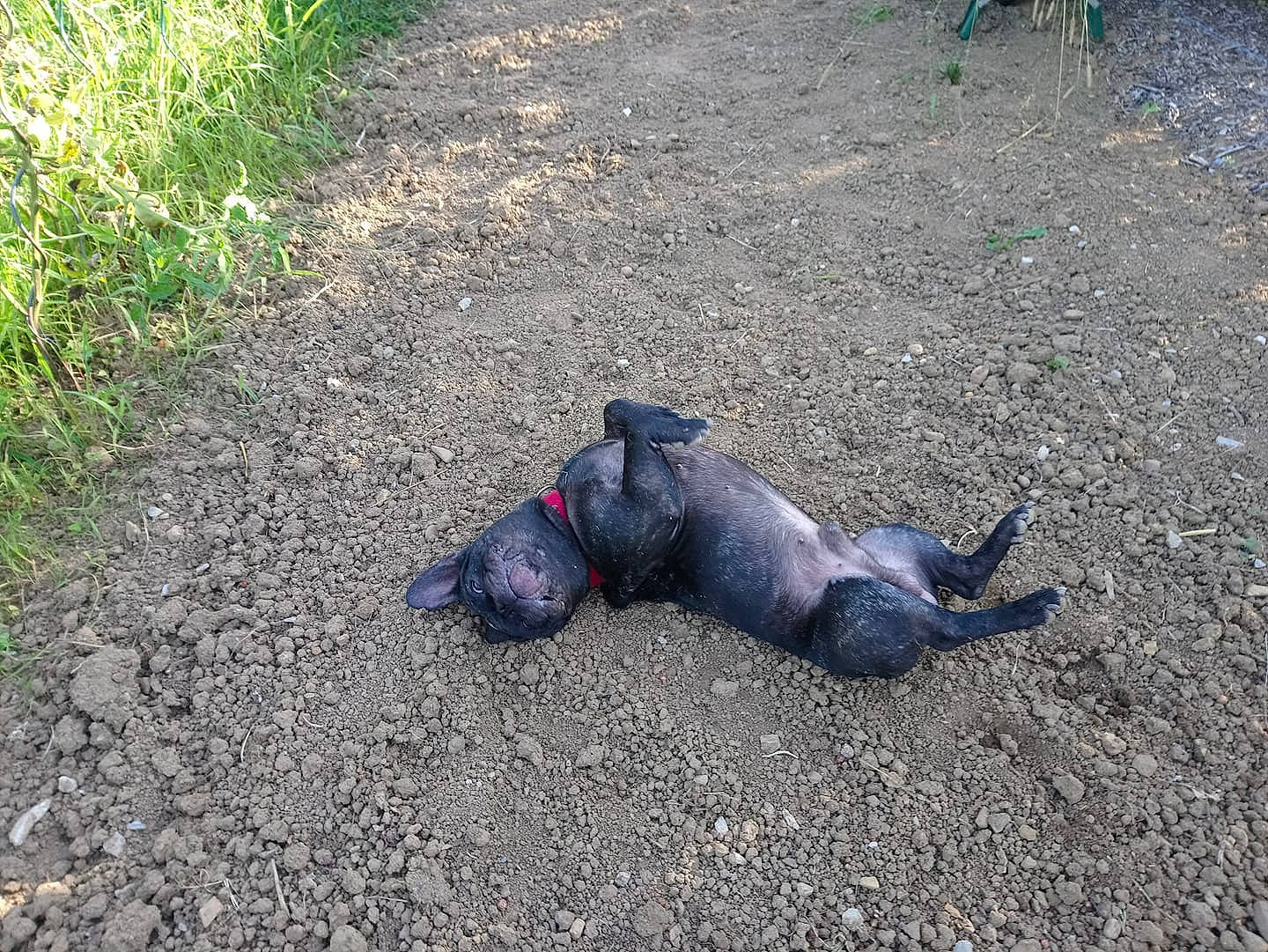 Loustic participe au concours pour gagner de l'argent avec cette photo : asphalt, canidae, carmine, concrete, electric_blue, grass, groundcover, plant, reptile, road_surface, rock_dove, shadow, sidewalk, snout, soil, sporting_group, stock_dove, tail, tar, terrestrial_animal