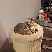 Kira participe au concours pour gagner de l'argent avec cette photo : cat, cat_tree, furniture, indoor, bottle, barrel, wooden, pet, animal, beige, resting, curious, cozy, home, soft, feline, domestic, relaxed, looking, container