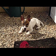 Laïka a rejoint le concours — aidez-le/la à gagner de superbes lots ! puppy, dog, gravel, outdoor, pet, animal, small_dog, white_dog, brown_spot, ears, curious, sunlight, watering_can, door, resting, young_dog, cute, ground, backyard, nature