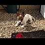 puppy, dog, gravel, outdoor, pet, animal, small_dog, white_dog, brown_spot, ears, curious, sunlight, watering_can, door, resting, young_dog, cute, ground, backyard, nature