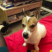 Laïka a rejoint le concours — aidez-le/la à gagner de superbes lots ! animal, blanket, brown, companion, cozy, dog, domestic, ears, face, floor, furniture, home, indoor, looking, nose, pet, sitting, table, toy, white