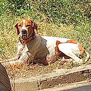 Rêva Et Snappy participe au concours pour gagner de l'argent avec cette photo : dog, outdoor, grass, sunlight, animal, pet, collar, resting, brown_and_white, nature, canine, sidewalk, daytime, relaxed, muzzle, ears, fur, ground, quiet, calm