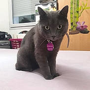 Dinnah a rejoint le concours — aidez-le/la à gagner de superbes lots ! cat, gray_cat, pet, indoor, bed, curious, feline, animal, collar, name_tag, window, cabinet, sticker, room, furniture, basket, floor, domestic, looking, sitting