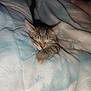 Anastasia a rejoint le concours — aidez-le/la à gagner de superbes lots ! kitten, sleeping, tabby, paw, blanket, soft, cozy, indoors, pet, fur, cute, rest, animal, young, domestic_cat, comfort, relaxation, nap, feline, warm