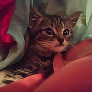 Anastasia participe au concours pour gagner de l'argent avec cette photo : kitten, cat, tabby, pet, animal, hand, blanket, cozy, indoors, cute, fur, whiskers, young, small, comfort, curious, eyes, resting, soft, domestic