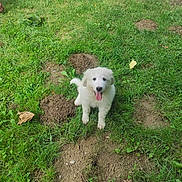 Vaïna a rejoint le concours — aidez-le/la à gagner de superbes lots ! animal, cute, dirt_patch, dog, grass, greenery, happy, leaf, nature, outdoor, pet, playful, puppy, sitting, small_plant, summer, sunlight, tongue_out, white_fur, young_dog