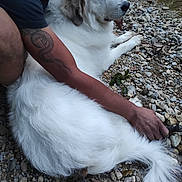 Vaïna a rejoint le concours — aidez-le/la à gagner de superbes lots ! dog, white_dog, fluffy, pet, animal, outdoor, nature, pebbles, stream, tattoo, human_arm, relaxing, companion, fur, tail, paw, side_view, calm, resting, water