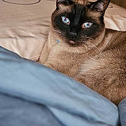 Chamoy is registered to the contest to win money with this photo: siamese_cat, cat, blue_eyes, pet, animal, feline, fur, whiskers, bed, blanket, indoor, resting, close_up, portrait, cute, domestic_animal, cozy, soft, relaxed, sleepy
