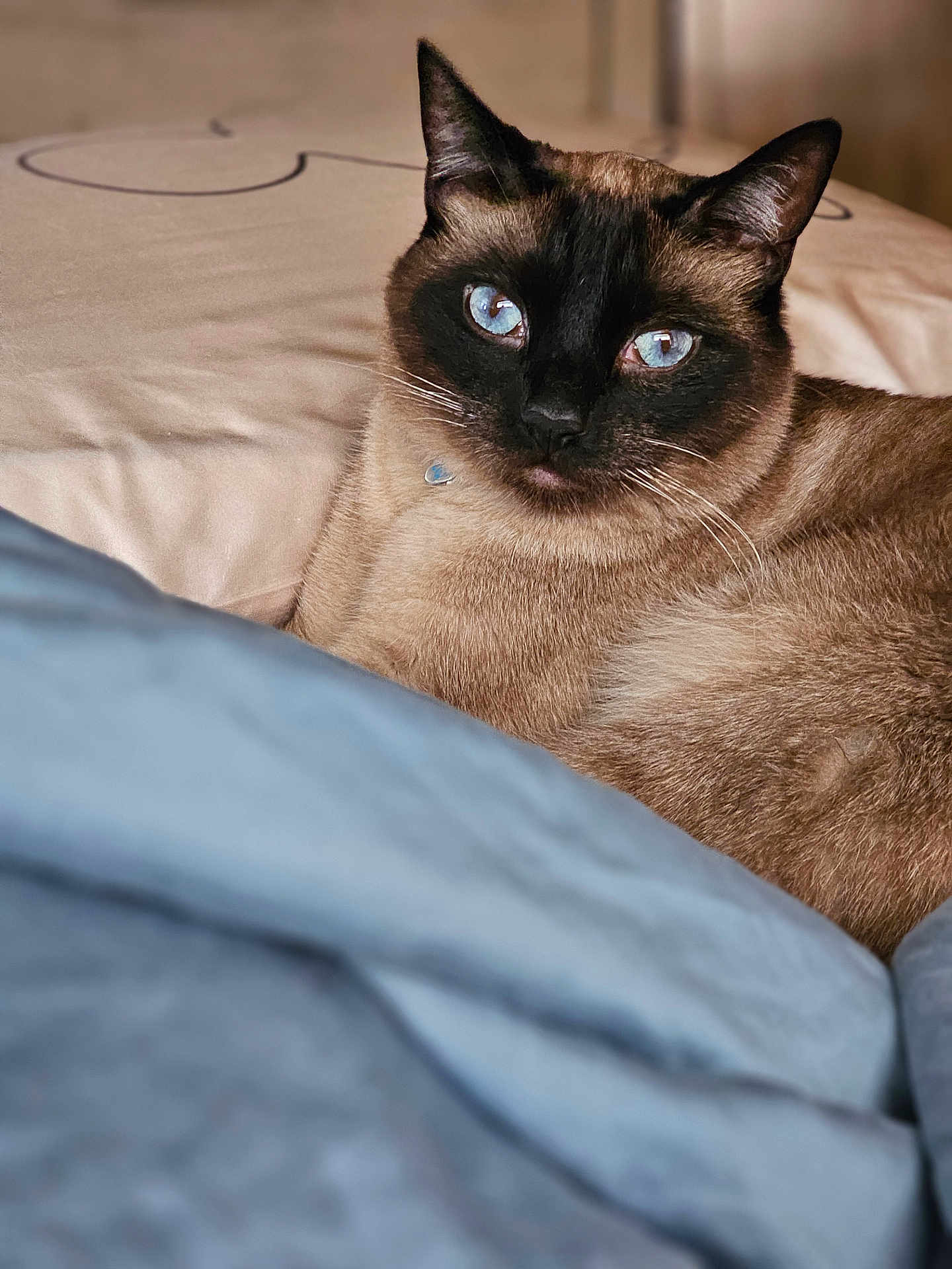 Chamoy is registered to the contest to win money with this photo: siamese_cat, cat, blue_eyes, pet, animal, feline, fur, whiskers, bed, blanket, indoor, resting, close_up, portrait, cute, domestic_animal, cozy, soft, relaxed, sleepy