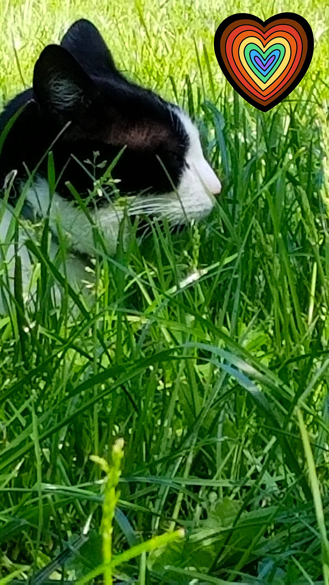 Meringue a rejoint le concours — aidez-le/la à gagner de superbes lots ! ball, botany, dog_breed, flowering_plant, foot, grass, grass_family, groundcover, herb, herbaceous_plant, hierochloe, lawn, leaf, plant, poales, shrub, signage, tail, terrestrial_plant, vertebrate