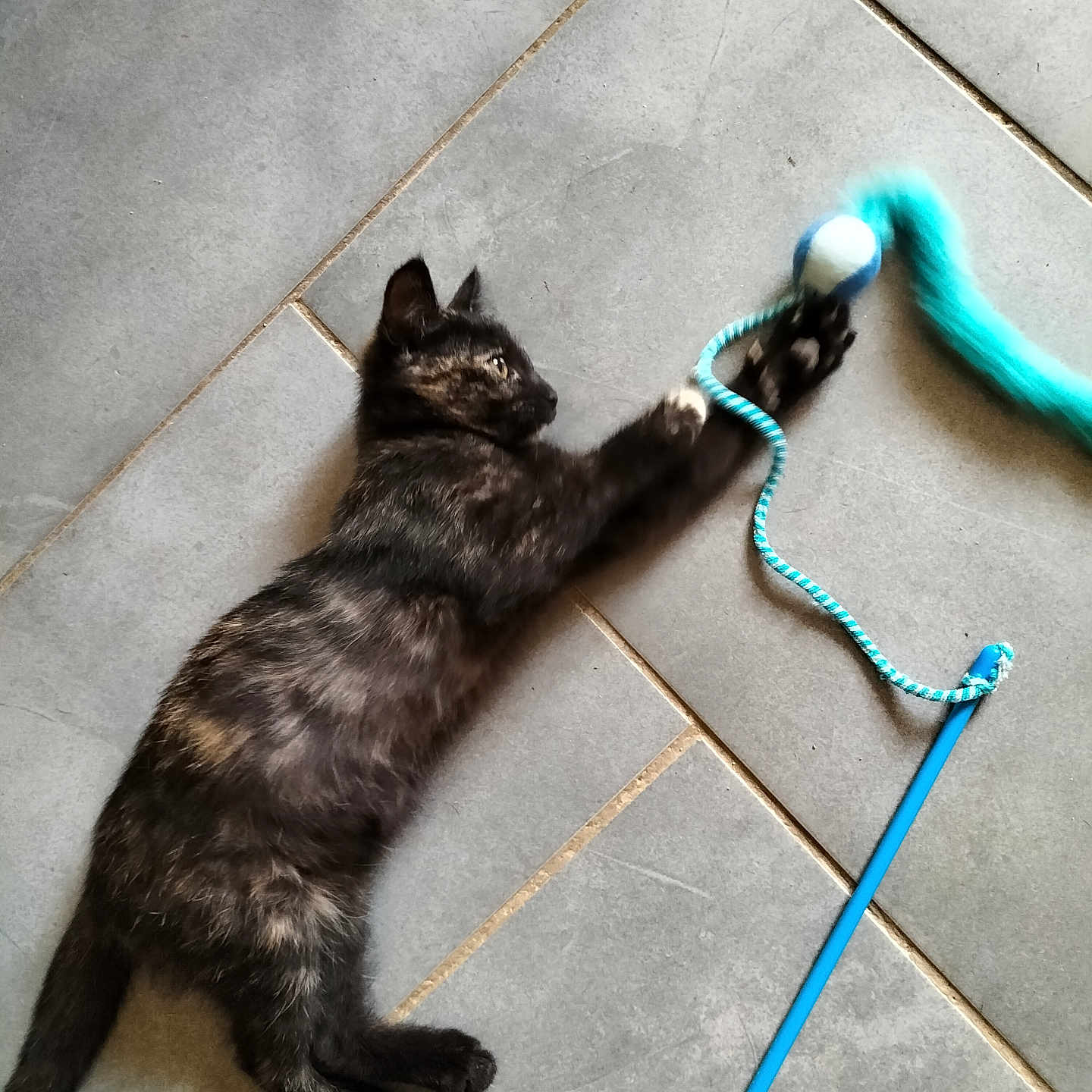 Willow participe au concours pour gagner de l'argent avec cette photo : abyssinian, accessories, animal, blackcat, bracelet, cat, hose, jewelry, kitten, leash, manx, necklace, pattern, pet, rope, siamese, slate, strap, tile, turquoise