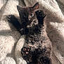 Frankie is registered to the contest to win money with this photo: kitten, black_cat, blue_eyes, paws, fur, blanket, cozy, sunlight, cute, pet, animal, feline, soft_texture, lying_down, indoor, close_up, relaxing, young, small, adorable