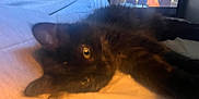 Frankie is registered to the contest to win money with this photo: cat, black_cat, pet, lying_down, close_up, indoor, blanket, television, screen, person_on_tv, furry, animal, cozy, resting, soft_light, blurred, living_room, relaxing, paw, cute