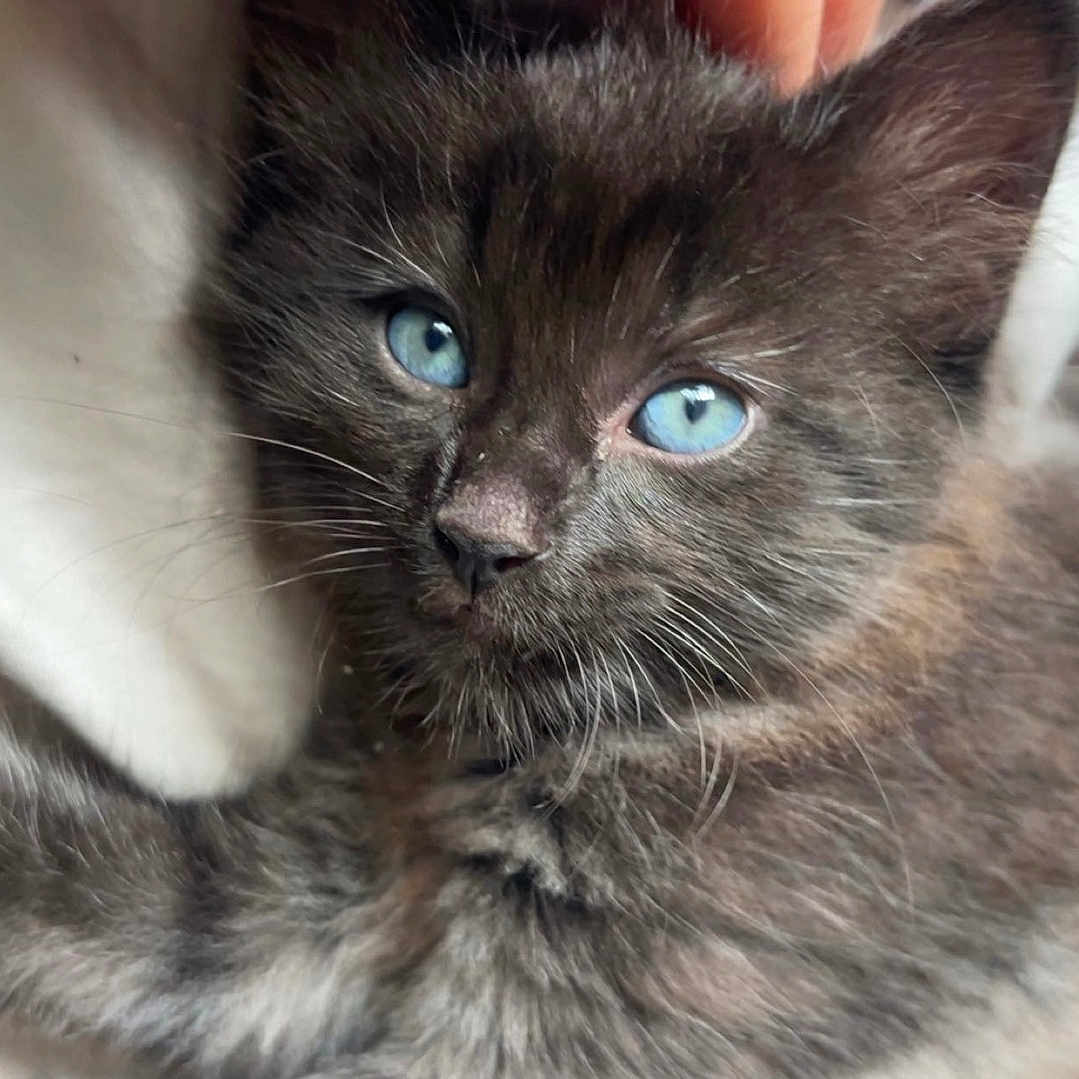 Frankie is registered to the contest to win money with this photo: animal, blue_eyes, cat, close_up, curious, cute, domestic, face, fur, gray_fur, indoor, kitten, laying, mammal, pet, resting, small, soft_light, whiskers, young