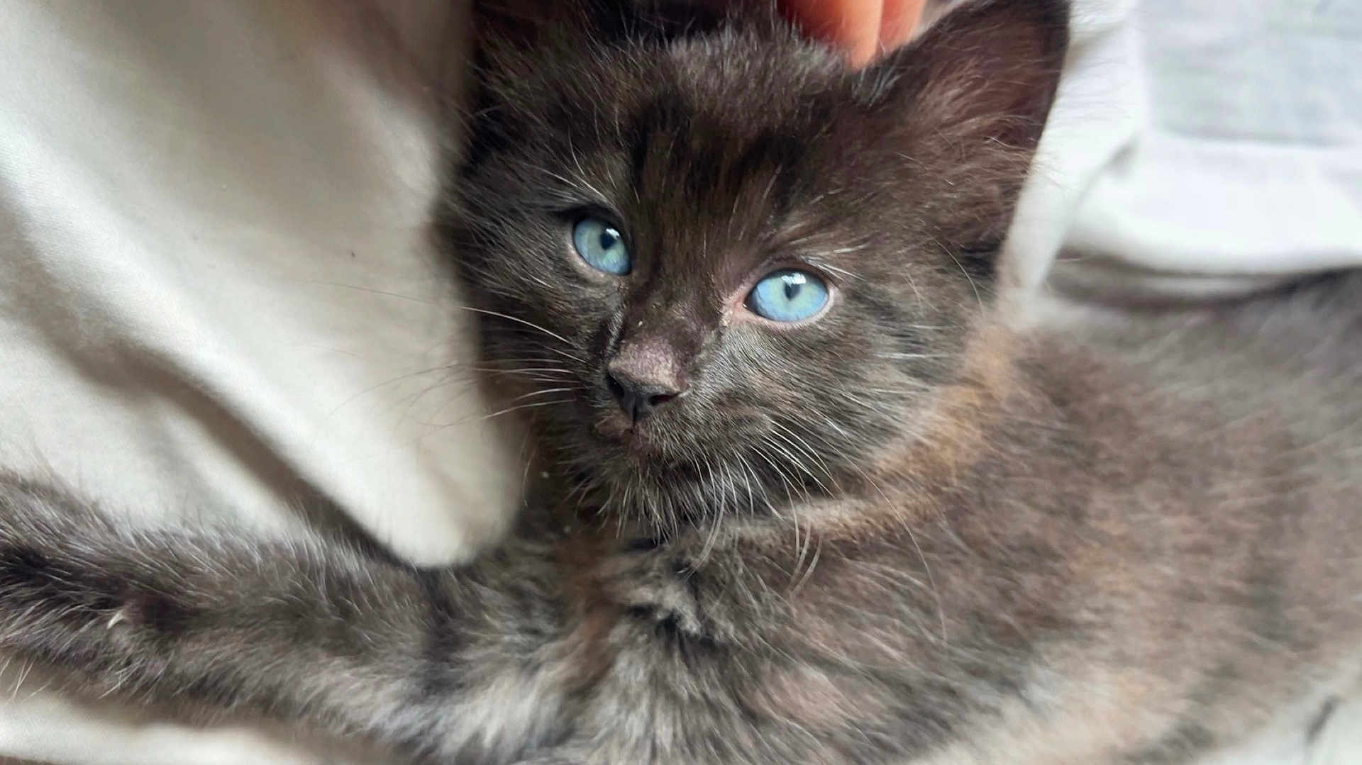 Frankie is registered to the contest to win money with this photo: kitten, cat, blue_eyes, gray_fur, close_up, pet, animal, whiskers, fur, cute, face, laying, resting, curious, soft_light, indoor, young, small, mammal, domestic