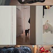 Venus a rejoint le concours — aidez-le/la à gagner de superbes lots ! cat, tabby_cat, indoor, floor, wooden_floor, hallway, doorway, scratching_pad, sleeping, curious, feline, pet, toys, plush, cozy, looking_up, resting, home, animal, domestic_cat