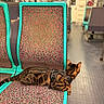 Venus participe au concours pour gagner de l'argent avec cette photo : cat, bengal_cat, harness, seat, public_transport, patterned_fabric, indoor, animal, pet, feline, resting, transport_vehicle, aisle, floor, window, metal_pole, colorful, relaxed, side_view, domestic_animal