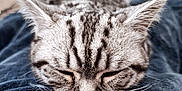 Merlin is registered to the contest to win money with this photo: animal, blanket, cat, close_up, cozy, cute, domestic_cat, ears, feline, fur_pattern, indoor, nap, peaceful, pet, relaxation, resting, sleeping, soft_texture, striped_fur, whiskers