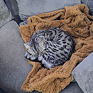 Merlin joined the competition — help win amazing prizes! animal, blanket, brown, cat, comfort, couch, cozy, curled_up, cute, feline, fur, gray, indoor, pet, relaxed, resting, sleepy, soft, striped, tabby