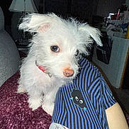 Luna joined the competition — help win amazing prizes! cartoon_print, cozy, curious, cute, dim_light, dog, household_items, indoor, lamp, pajamas, person, pet, puppy, purple_blanket, red_collar, scruffy_fur, small_dog, striped_clothing, texture, white_fur