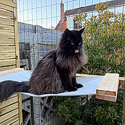 Boulette a rejoint le concours — aidez-le/la à gagner de superbes lots ! cat, black_cat, fluffy, long_hair, outdoor, fence, wooden_panel, platform, pet, animal, tongue_out, sitting, nature, greenery, daylight, domestic_cat, whiskers, tail, enclosure, resting