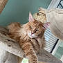 cat, fluffy_cat, orange_cat, cat_tree, indoor, relaxed, paw, feline, fur, window, natural_light, home, pet, resting, scratching_post, cozy, animal, long_hair, cute, domestic_cat